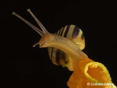 White-lipped Snail (Cepaea hortensis) Graham Carey